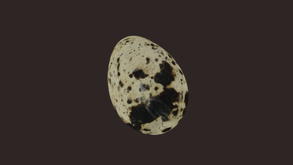 2017年9月,海雀类蛋——近距离摄影测量
